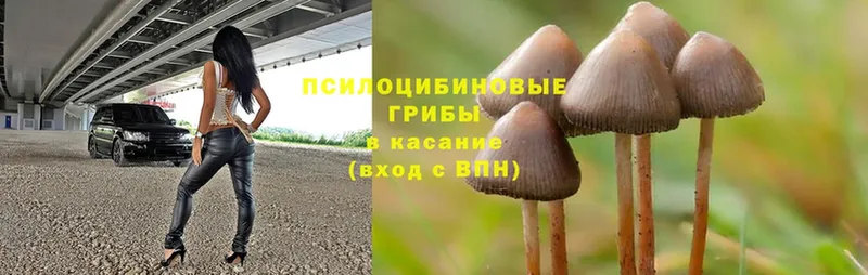 Псилоцибиновые грибы Psilocybe  закладки  Батайск 